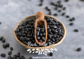 Black Turtle Bean