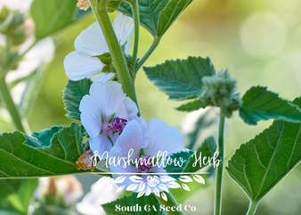 Marshmallow plants