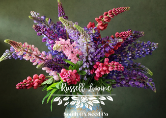 Russel Lupines