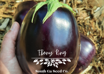 Ebony King Eggplant