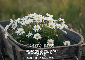 English Daisies