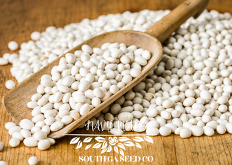 Navy Bean Seeds