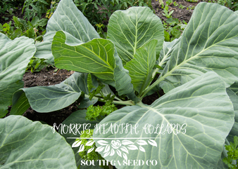 Morris Heading Collards