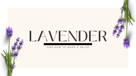 All about Lavender and how to make a salve.