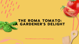 The Roma Tomato: A Gardener's Delight