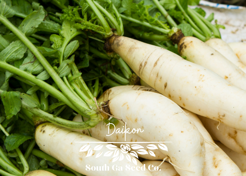 Daikon Radish