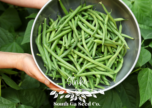 Strike Bush Beans