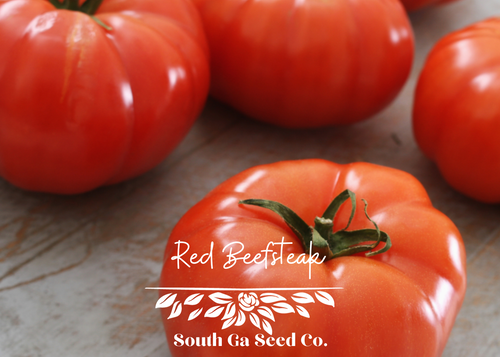 Red Beefsteak Tomato