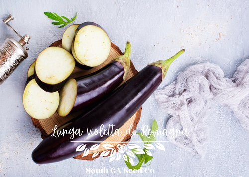 Lunga Violetta Di Romagna Eggplant
