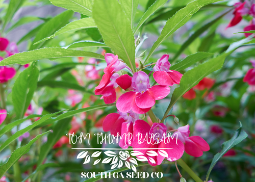 Tom Thumb Balsam Flowers