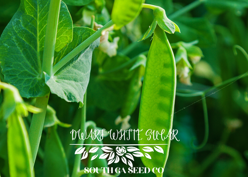 Dwarf White Sugar Peas