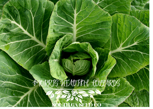 Morris Heading Collards