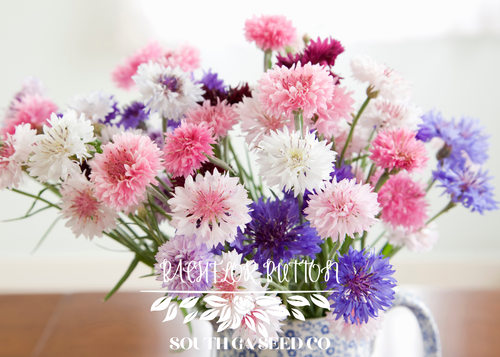 Polka Dot Bachelor Button Flower