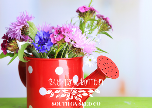 Tall Blue Bachelor Button Cornflower