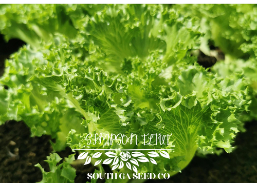 Simpson Elite Lettuce
