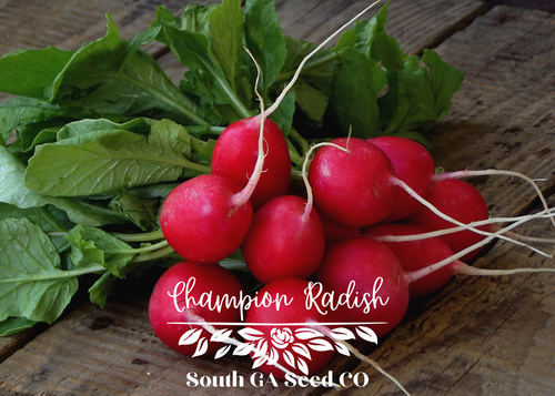 Champion Radish