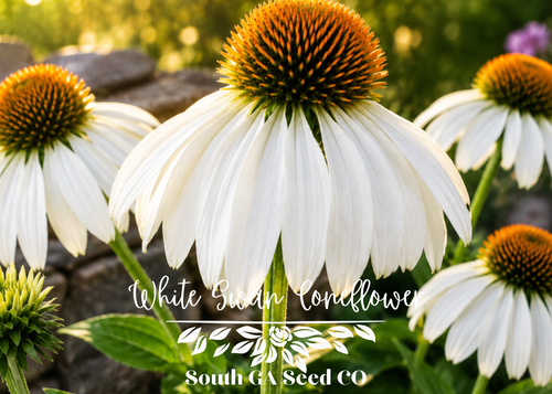 White Swan Coneflowers