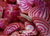 Chioggia Beet