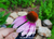 Purple Coneflower