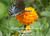 African Marigold