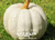 Amish Pie Squash
