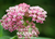 Swamp Milkweed