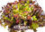 Flame Lettuce