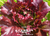 Flame Lettuce