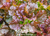 Flame Lettuce