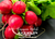 Champion Radish