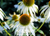 White Swan Coneflowers