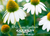 White Swan Coneflowers