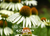 White Swan Coneflowers