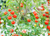 Red Currant Tomato Seeds