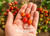 Red Currant Tomato Seeds