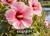 Swamp Rose Mallow
