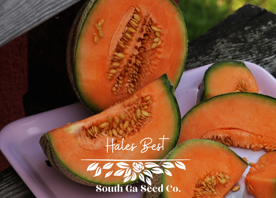 Hales Best Cantaloupe Melon