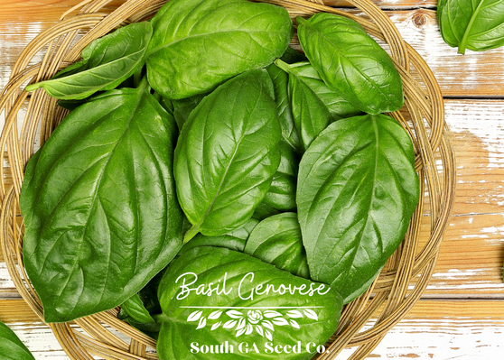 Basil Genovese
