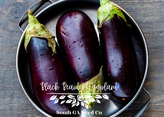 Black Beauty Eggplant in pan.