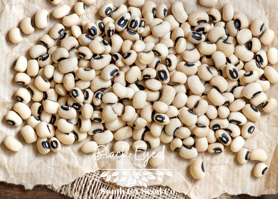 Black Eyed Peas 