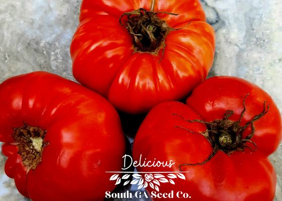 Delicious Tomato