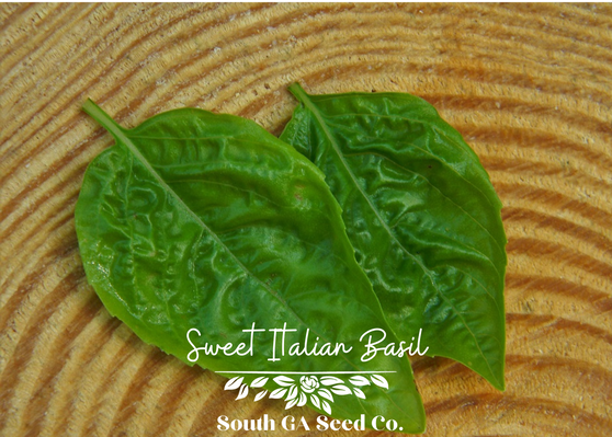 Sweet Italian Basil