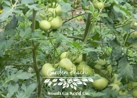 Garden Peach Tomato