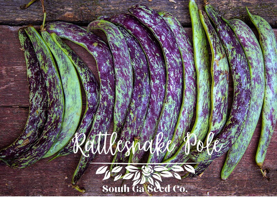 Rattlesnake Pole Bean