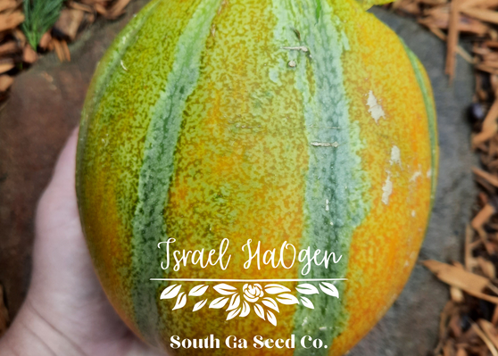 Israel Ha'Ogen Melon