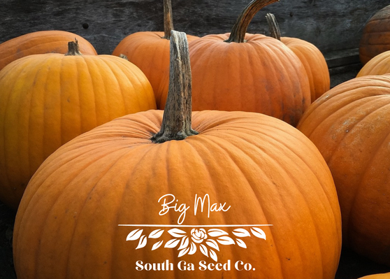 Big Max Pumpkin