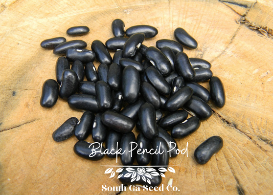 Black Pencil Pod Bush Bean