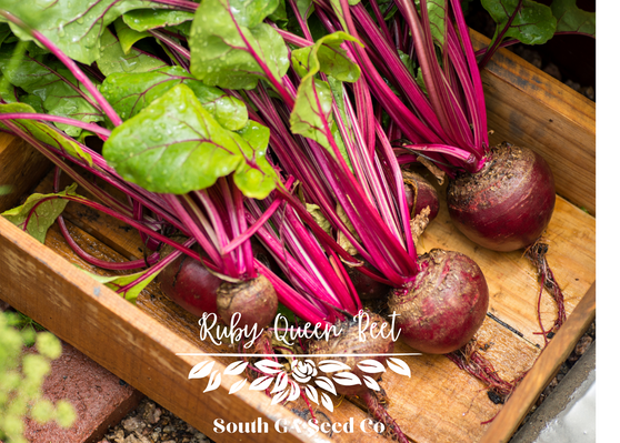 Ruby Queen Beet