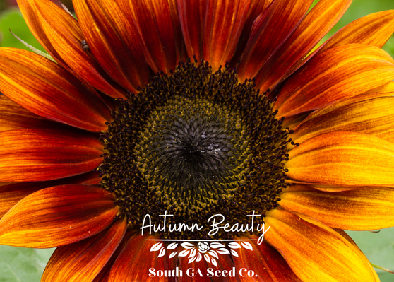 Autumn Beauty Sunflower