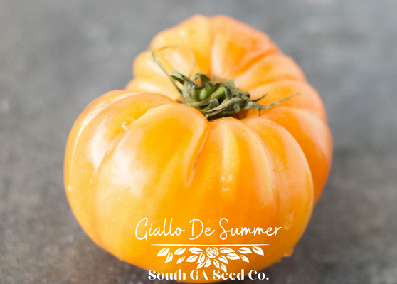 Giallo De Summer Tomato